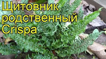 Щитовник родственный Криспа. Краткий обзор, описание характеристик, где купить саженцы Crispa
