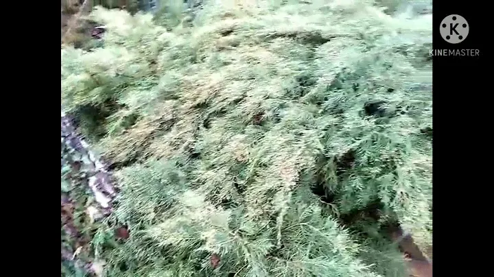 Можжевельник-казацкий.