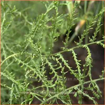 Dryopteris filix-mas Linearis Polydactyla-0