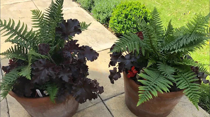 SUMMER SHADE CONTAINER / Dryopteris affinis/ Heuchra/Begonia