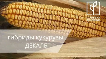 5 000 га кукурузы на зерно