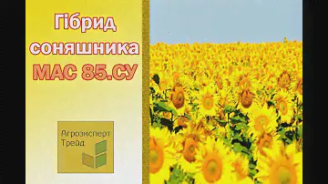 Соняшник МАС 85.СУ 🌻, опис гібриду 🌻 - насіння в Україні