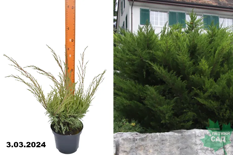 Можжевельник казацкий Мас (Juniperus sabina Mas) С2