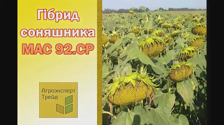 Соняшник МАС 92.СР 🌻, опис гібриду 🌻 - насіння в Україні