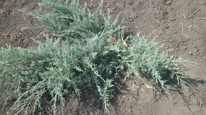 Можжевельник казацкий "Glauca" | Plante.md