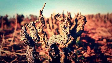Celler Capçanes with Jürgen Wagner #006