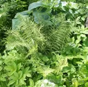Щитовник мужской "Линеарис Полидактила", Dryopteris filix-mas "Linearis Polydactyla"