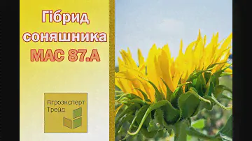 Соняшник МАС 87.А 🌻, опис гібриду 🌻 - насіння в Україні