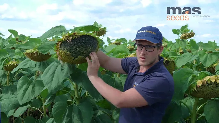 MAS 86.OL - гібрид соняшника MAS Seeds