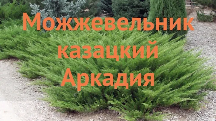 Можжевельник казацкий Аркадия (juniperus sabina) 🌿 обзор: как сажать, саженцы можжевельника Аркадия
