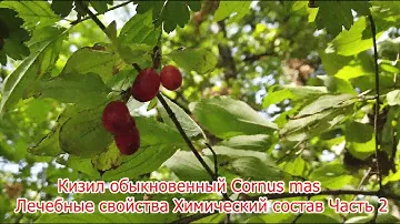 Кизил обыкновенный Cornus mas Лечебные свойства Химический состав Часть 2