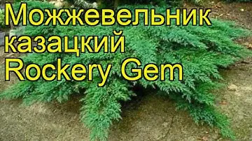 Можжевельник казацкий Рокери джем. Краткий обзор, описание juniperus sabina Rockery Gem