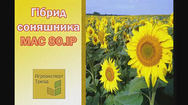 Соняшник МАС 80.ІР 🌻, опис гібриду 🌻 - насіння в Україні