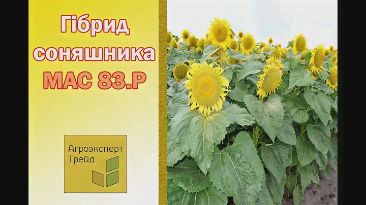 Соняшник МАС 83.Р 🌻, опис гібриду 🌻 - насіння в Україні