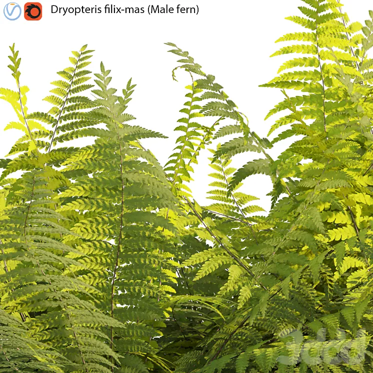 Dryopteris filix-mas - Male fern -01 - Трава - 3D модель