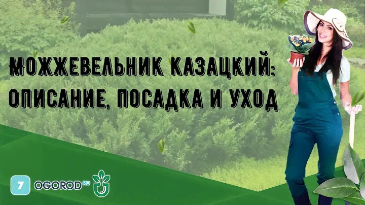 Можжевельник казацкий: описание, посадка и уход