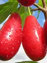Кизил Лукьяновский - Cornus mas Lukjanovsky 1,5-2 ltr H 60-80