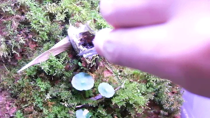 Haplopelma(Cyriopagopus) sp. bach ma feeding