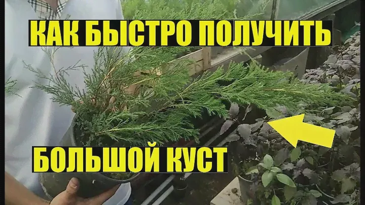 СУПЕР СПОСОБ РАЗМНОЖЕНИЯ МОЖЖЕВЕЛЬНИКА