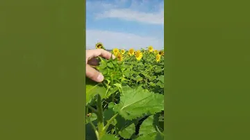 Подсолнечник Мас 80ир  цветение ..