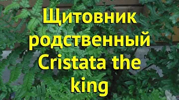 Щитовник родственный кристата зэ кинг. Обзор dryopteris affinis сristarta the king Cristata the king