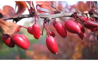 Кизил обыкновенный или мужской (Cornus mas) 100 семян