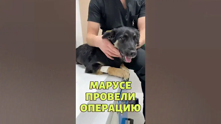Марусе проведена операция, установлен аппарат внешней фиксации #спасаемжизни #жертвадтп #врек #топ