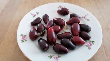 Кизил Шафэр Szafer ( cornus mas)