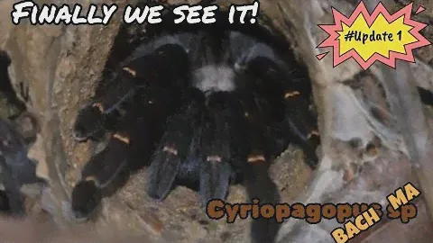 Cyriopagopus sp ( Bach Ma )   #tarantulas #subscribe #fyp