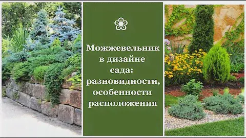❀ Можжевельник в дизайне сада: разновидности, особенности расположения
