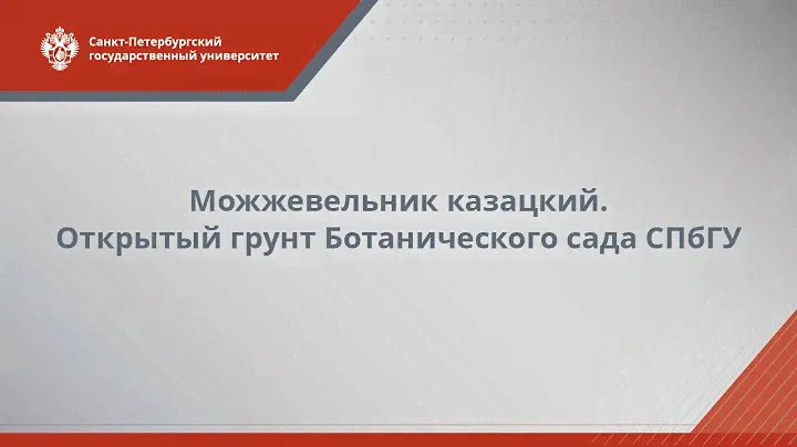 Можжевельник казацкий // открытый грунт Ботанического сада СПбГУ