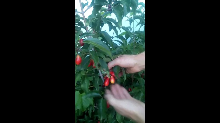 Крупноплодный кизил / Cornus mas (Cornelian Cherry) with large fruits