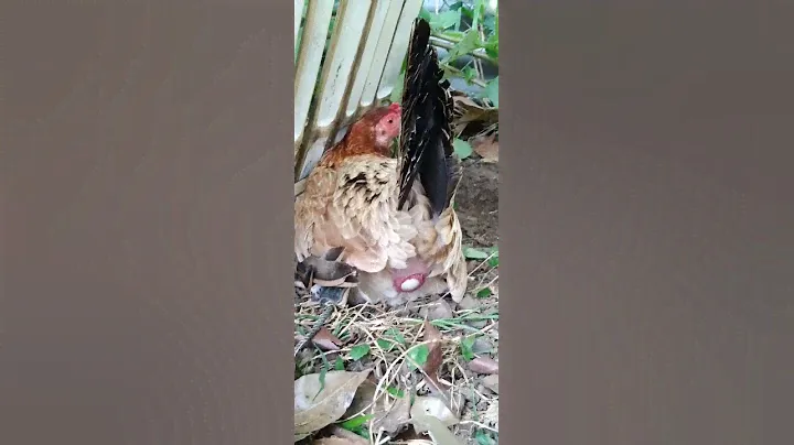 😇✌🐣🐥 itlog oh manok...🙂😅