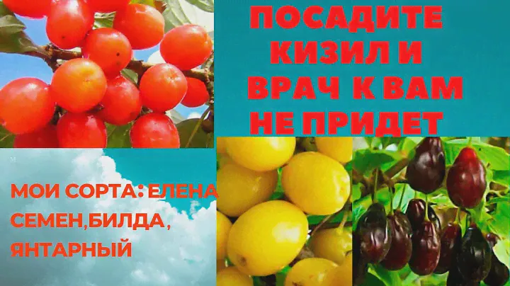 Популярные сорта КИЗИЛА. Подробности о посадке и уходе. Крупноплодный сорт Семён.