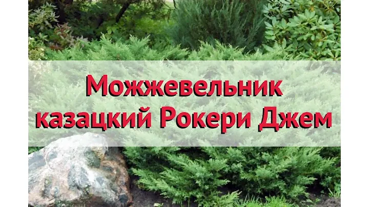 Можжевельник казацкий Рокери Джем 🌿 Обзор: посадка и уход. саженцы: описание и особенности