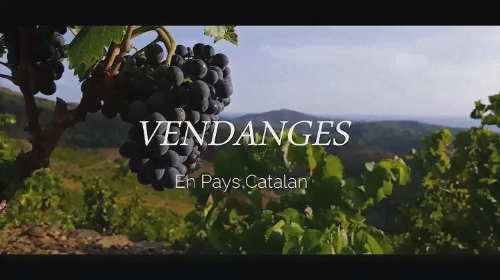 Vendanges en pays catalan