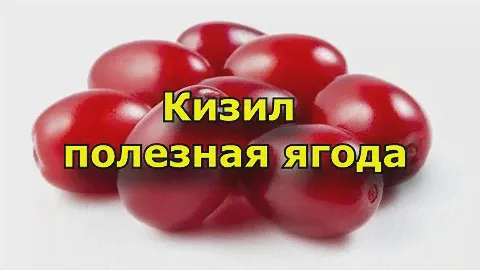 Кизил - полезные свойства ягоды