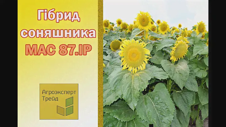 Соняшник МАС 87.ІР 🌻, опис гібриду 🌻 - насіння в Україні