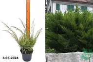 Можжевельник казацкий Мас (Juniperus sabina Mas) С2