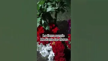 venta al por mayor y menor de claveles aleli y mucho más en flores Maihua