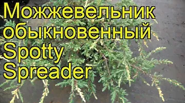 Можжевельник обыкновенный Спотти Спридер. Краткий обзор, описание juniperus communis Spotty Spreader