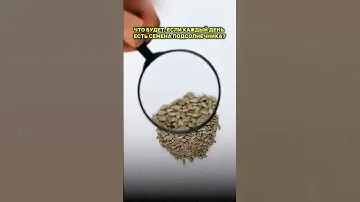 Что будет, если каждый день есть семена подсолнечника?