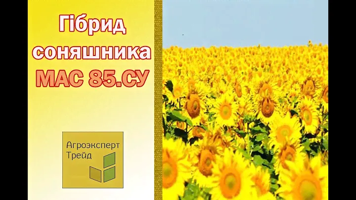 Соняшник МАС 93.СР 🌻, опис гібриду 🌻 - насіння в Україні