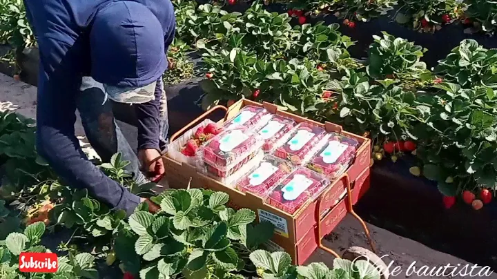 El pizcador mas rapido en la fresa🍓🍓🍓🍓 plant City Florida