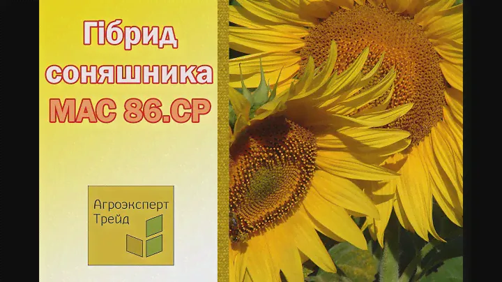 Соняшник МАС 86.СР 🌻, опис гібриду 🌻 - насіння в Україні