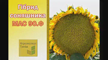 Соняшник МАС 90.Ф 🌻, опис гібриду 🌻 - насіння в Україні
