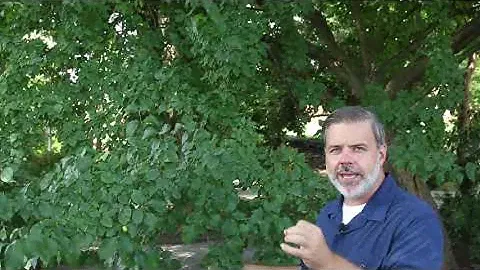 Cornelian cherry dogwood (Cornus mas) - Plant Identification