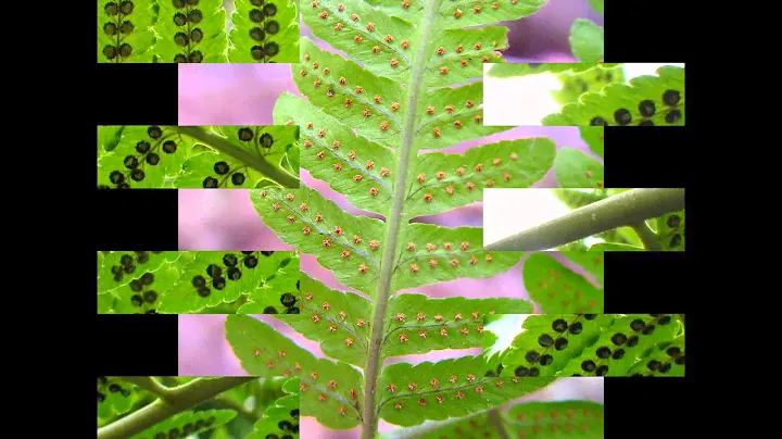 ЩИТОВНИК  (DRYOPTERIS)  Папоротник подсем. Щитовниковые