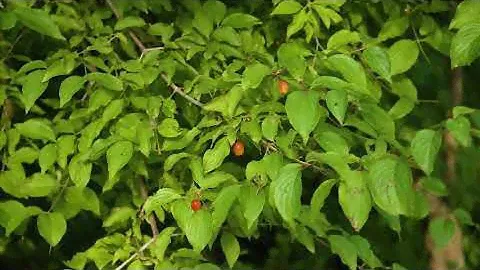 Cornus mas - Кизил вишневый, Кизил кизиловый.