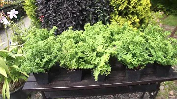 Florini.pl - Przykładowe sadzonki Narecznicy mocnej Crispa Cristata